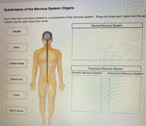 Solved Subdivisions Of The Nervous System Organs Each Label Chegg