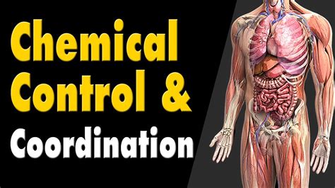 Endocrine System How Do Hormones Work Glands And Hormones Control