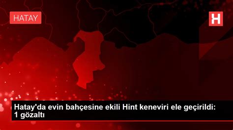 Son dakika haberi Hatay da evin bahçesine ekili Hint keneviri ele