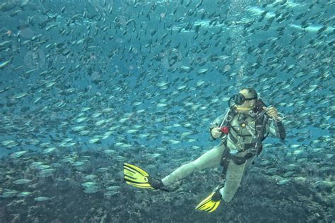 Uma Mergulho Mergulhador Dentro Uma Escola Do Peixe Embaixo Da Agua