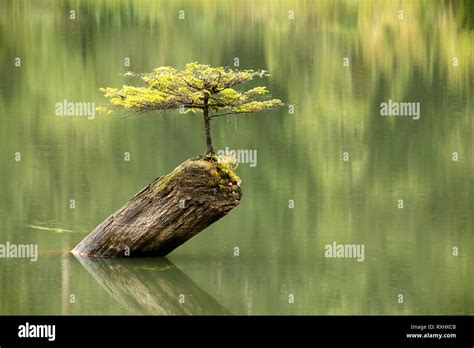 Fairy Lake near Port Renfrew, Vancouver Island, BC, Canada Stock Photo ...