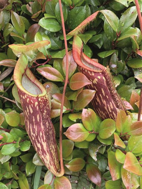 Nepenthes Berbulu Photos