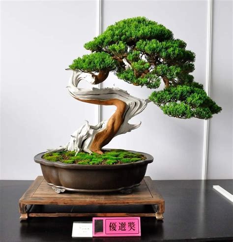 Pin Oleh Art Is Moonwalker Di Bonsai Tanaman