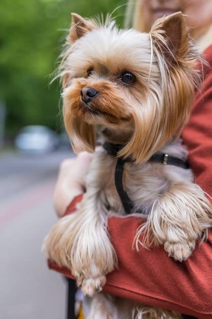 Pequeno C O Yorkshire Terrier Nas M Os De Uma Mulher Loira Em Uma