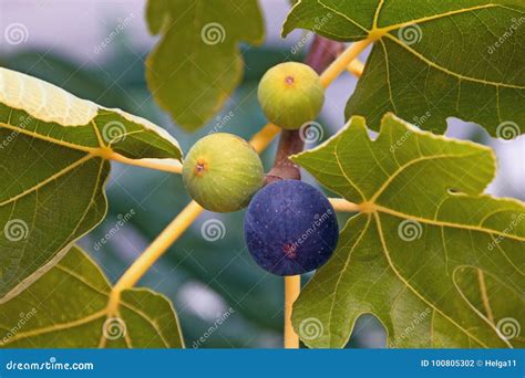 Rama De Una Higuera Con Las Hojas Y Las Frutas En Diversas Etapas De La