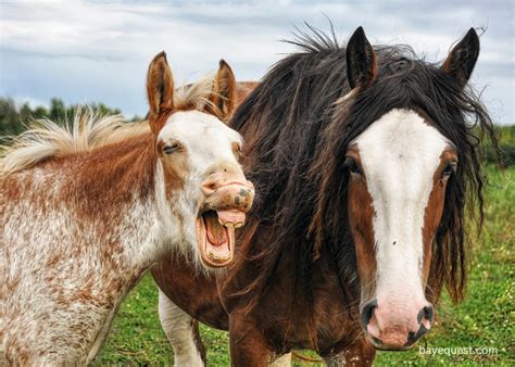 Horse Face And Leg Markings Your Perfect Cheat Sheet