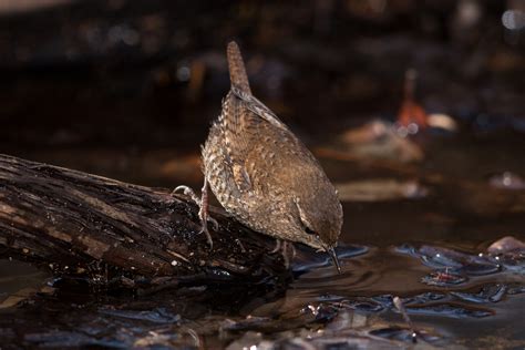 Winter Wren | Audubon Field Guide