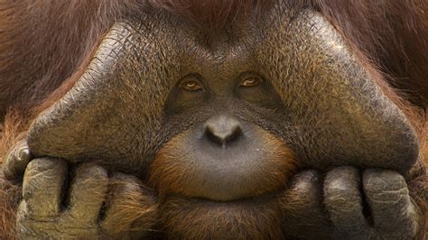 orangutan, monkey, face Wallpaper, HD Animals 4K Wallpapers, Images and ...