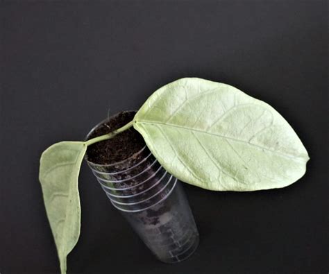 Hoya Coriacea Silver Violetviol Plants Collection