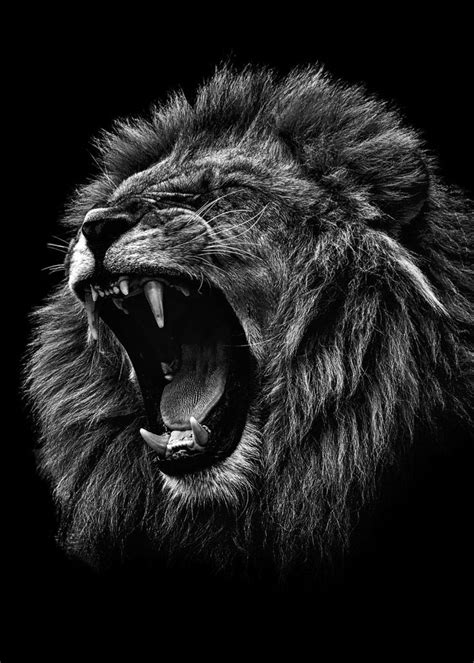 Black And White Lion Iphone Wallpaper