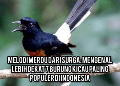 Melodi Merdu Dari Surga Mengenal Lebih Dekat 7 Burung Kicau Paling