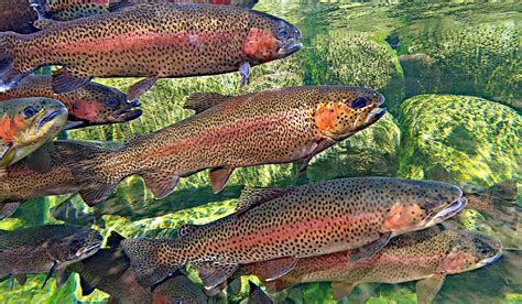 whats  difference  brown trout  rainbow trout