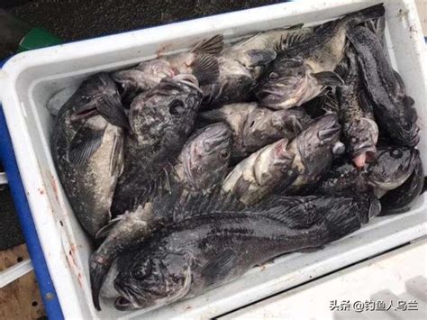 釣魚人都不愛吃魚？這些魚都是好釣又好吃，都釣過的肯定是老釣手 每日頭條