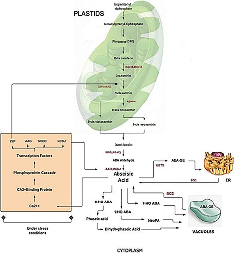 Frontiers Abscisic Acid Role In Fruit Development And Ripening