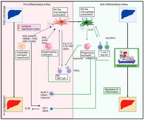 Jcm Free Full Text Innate Immune Cells During Machine Perfusion Of Liver Grafts—the Janus