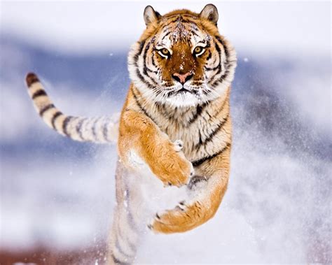 Snow Tiger Wallpaper - WallpaperSafari