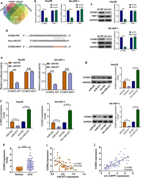 Circ Cspp1 Positively Regulated Ccne2 Expression Via Mir 577 A