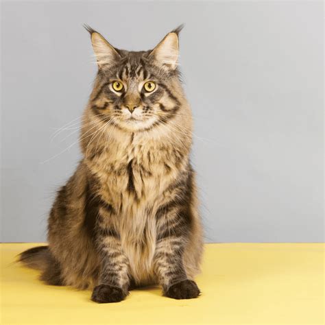 Maine Coon Tabby Mix All You Need To Know Thatcatblog