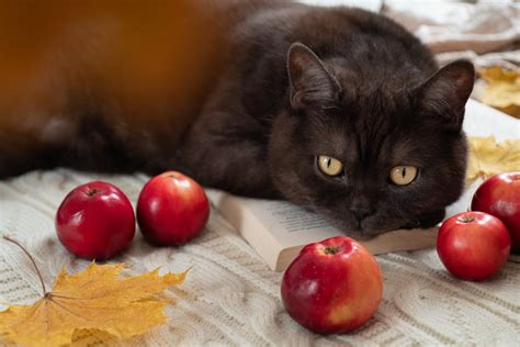 Can Cats Eat Apples Catastic