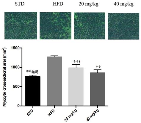 Scielo Brasil Maslinic Acid In The Treatment Of Heart Damage In