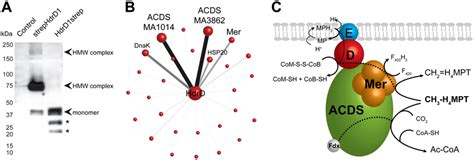 Xl Ms Identification Of A Multienzyme Complex In Methanosarcina A