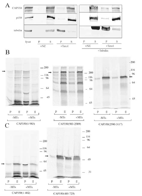 Cap Binds Microtubules Through An N Terminal Domain And Not Through