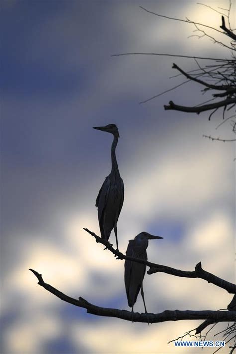 Grey Herons Seen In Nw Chinas Shaanxi 2 Peoples Daily Online