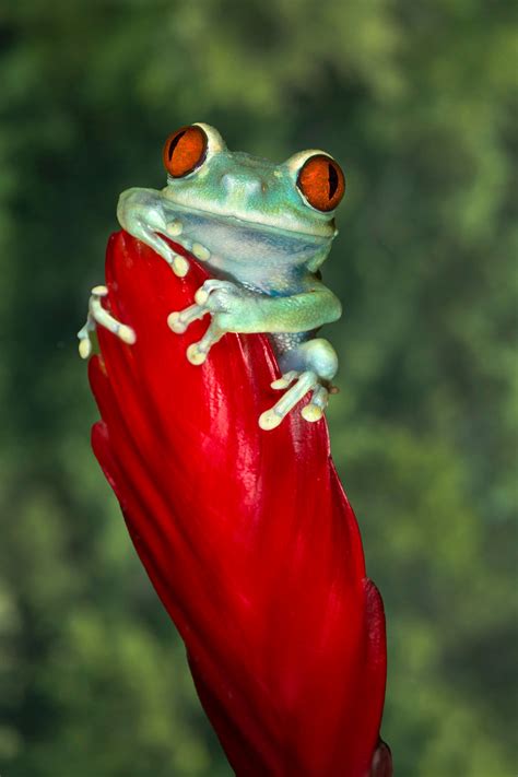 Macro Shot Of A Cool Frog Jim Zuckerman Photography And Photo Tours