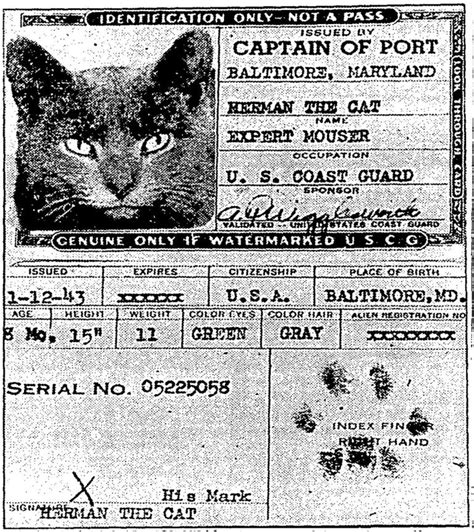 The Story Of The Baltimore Cat That Joined The Coast Guard During World