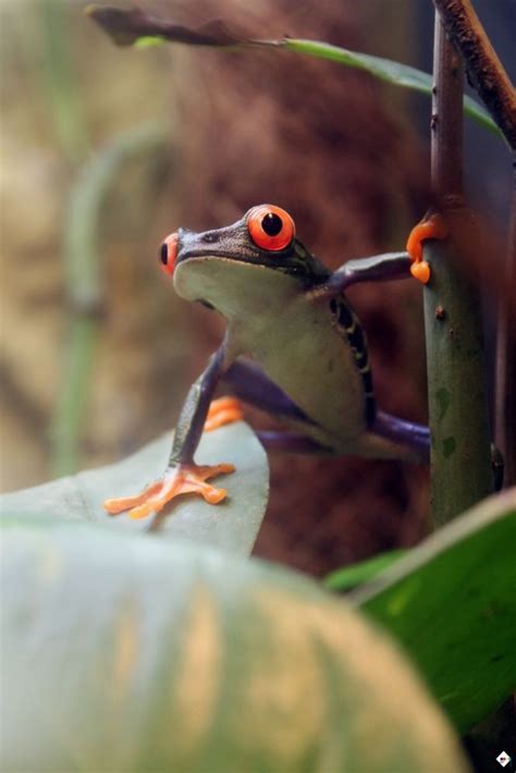 Agalychnis Callidryas By AmandineHerrero On YouPic