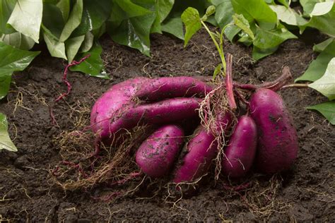 S Kartoffeln Anbauen Tipps Zu Sorten Ernte Plantura