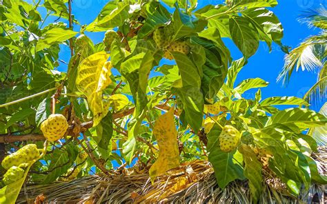 Fruta De Noni Morinda Citrifolia Con Flores Populares Entre Las