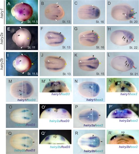 Comparative Expression Pattern Of Hairy Genes Whole Mount In Situ