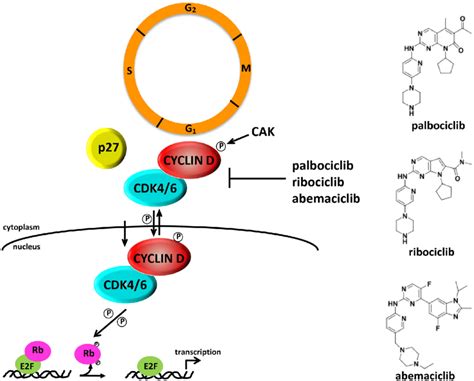 CDK4 regulation, activation and inhibition during cell cycle ...