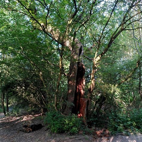 Field Maple Gibbet Hill Wood A J Paxton Cc By Sa Geograph