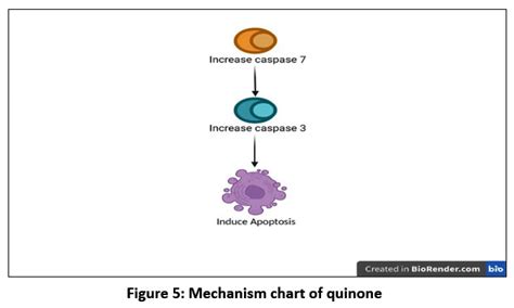 The Anticancer Effect Of Phytochemicals And Potential Of Breynia Cernua