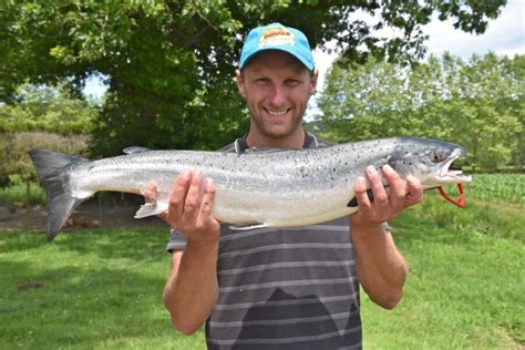 Le saumon atlantique Le Pêcheur Professionnel