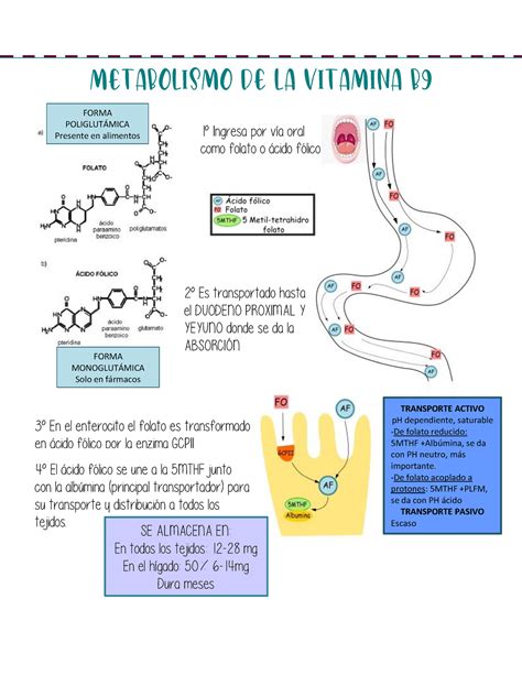 Esquema Del Metabolismo Del Hierro B Y B Metabolismo De La