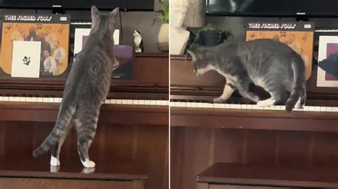 A due o quattrozampe così il gatto suona il pianoforte La Stampa