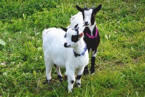 Glossary Of Goat Terminology