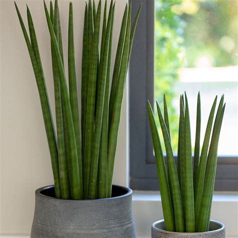 Sansevieria cylindrica (Сансевиерия цилиндрическая) 1шт Сбор 23г