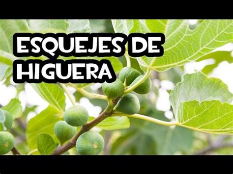 Como hacer Esquejes de Higuera en el Huerto Ecológico Muy Fácil YouTube