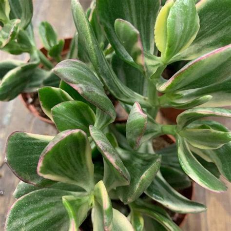 Растение ⌀ 8 Crassula OVATA 'TRICOLOR' (Крассула, Толстянка): купить c ...