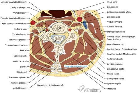 Anatomy of the spine and back