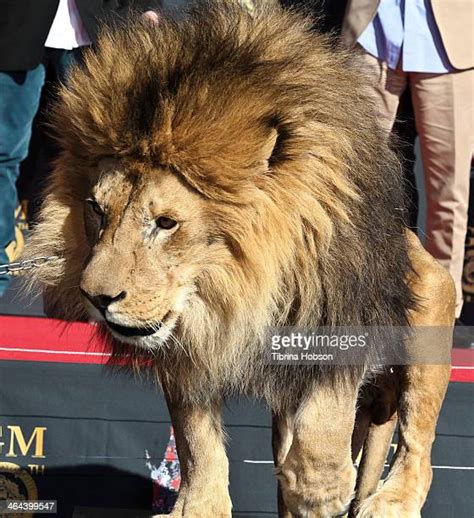 Leo The Mgm Lion Photos Et Images De Collection Getty Images