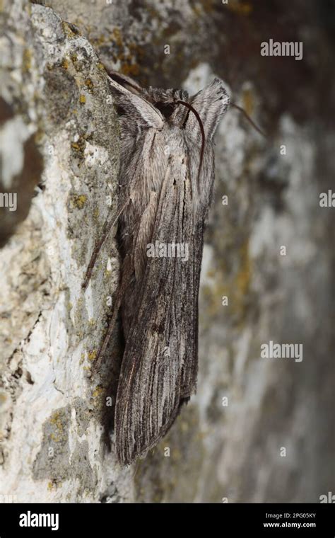 Shark Moth Cucullia Umbratica Owlet Moth Noctuidae Insects