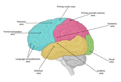 Make A Rough Drawing Of The Left Cerebral Hemisphere On You Quizlet