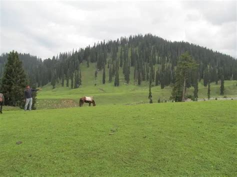 Yusmarg is Charming | MUST in Your Kashmir Itinerary!