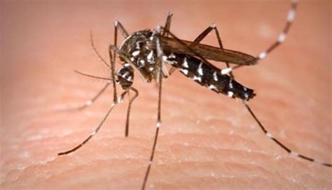 El temido mosquito tigre se adapta al frío con cápsulas del tiempo