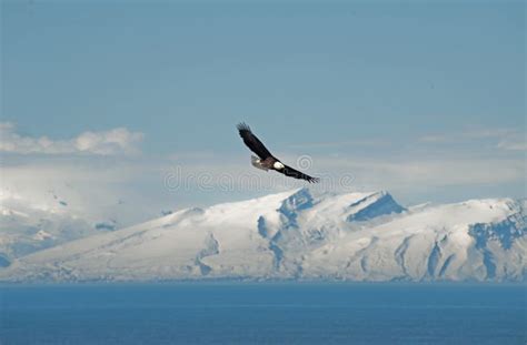 Soaring Bald Eagle stock image. Image of america, mountains - 24612941